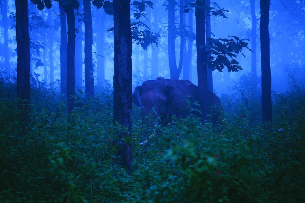 The Woods Resorts Wayanad Sultans Battery Exteriör bild